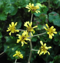 Farfugium Aureomaculata spotted leopard plant bloom stalk 