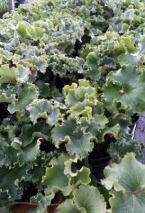 Farfugium Crispata foliage up close