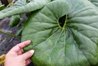 Farfugium Gigantea Folaige up close in hand to show size