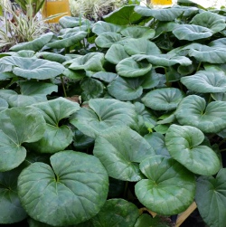 Farfugium Gigantea tractor seat plant S & J Nursery St. Augustine Florida 