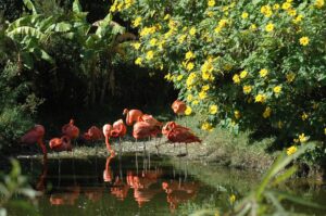 Pond area keeping plants and birds warm in the winter at the zoo