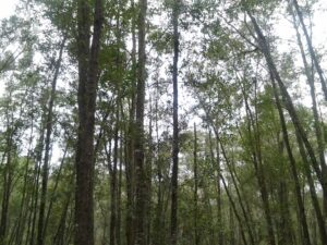 Florida Native Trees forest image with the sky