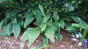 Ginger variegated curcuma petiolata in the garden 