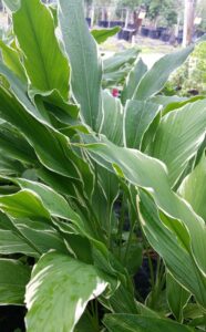 Variegated Curcuma periolata in the St. Augustine area landscape 