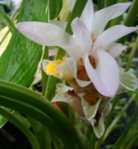 Ginger curcuma petiolata bloom up close 