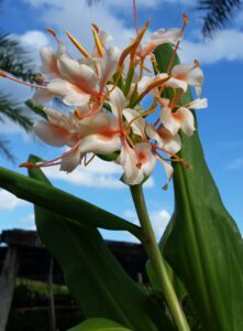 Ginger Hedychium Pink v 