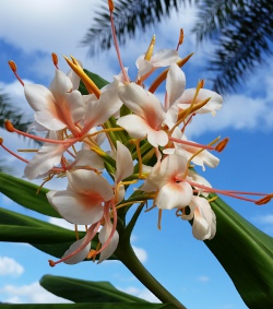 Ginger Hedychium Pink V peachy pink Blooms against the sky