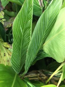 Pinstripe Ginger Alpinia foliage