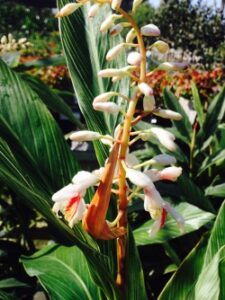 Ginger Pinstripe Alpinia formosiana bloom S & J Tree Farm and Nursery St. Augustine Florida