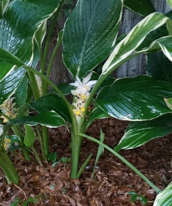 Vareigated hidden Ginger blooming in the rain