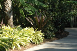 Variegated Shell Ginger at the Jacksonville Zoo Gardens