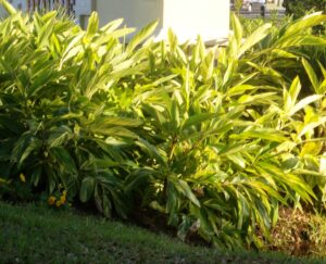 Variegated Shell Ginger mature height