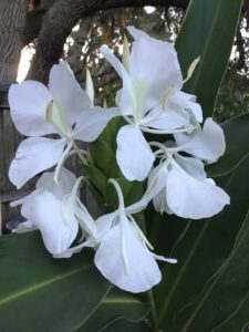 White butterfly ginger bloom up close