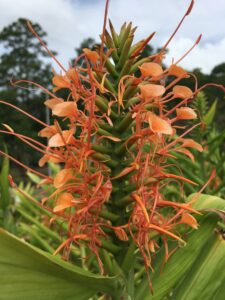 Ginger Hedychium Disney blooms 