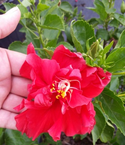 Hibiscus celia double red blooms up close 