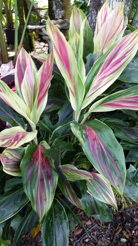 Cordyline Exotica