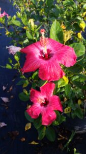 Hibiscus Painted Lady hot pink large single blooms with a deep red throat lined with a white halo