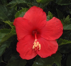 HIbiscus Red " president " bloom up close