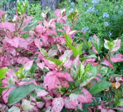 Hibiscus Fire and Ice / Red Hot shrub with new growth showing lots of light pink coloring