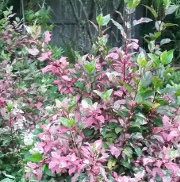 Hibiscus Red hot /  Fire and Ice  shrub in the St. Augustine Florida Landscape 