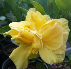 Hibiscus butterball soft yellow double blooms