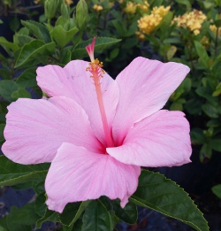 Hibiscus rosa senensis Seminole Pink bloom up close showing large blooms with a deep pink throat 