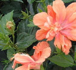 Hibiscus double peach jane cowl S & J Nursery st. Augustine Florida nursery pot