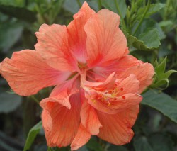 Hibiscus rosa senensis jane cowl double peach blooms up close