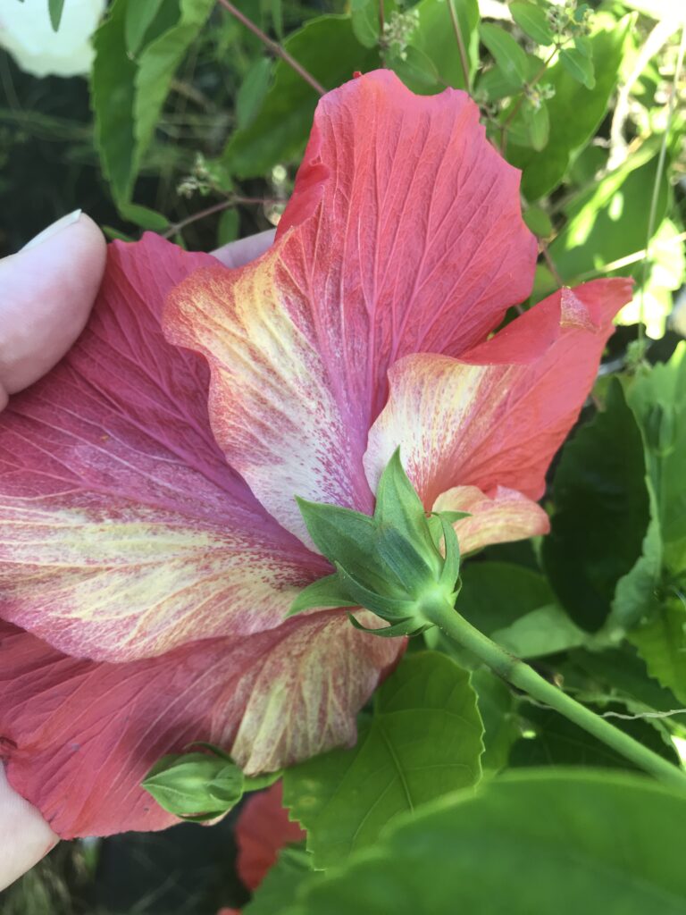 Red Blooming tropical hibiscus back of the leaf petals showing orange stripe