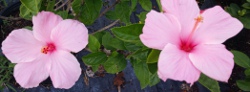 HIbiscus rosa senensis blooms and foliage up close St. Augustine Florida 