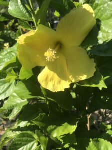 Hibiscus Fort Meyers yellow S & J Tree Farm and Nursery