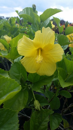 Hibiscus single yellow bloom and foliage