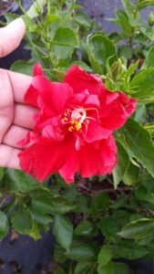 Hibiscus celia double red 