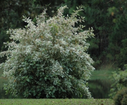 Hibiscus Snow Queen Jacksonville Florida landscape full size plant