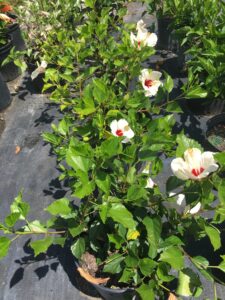 Hibiscus White Wing