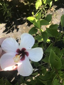 Hibiscus white wing bloom