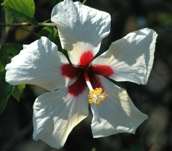 Hibiscus white wing bloom up close showing red throated white petals 