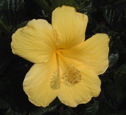 Hibiscus fort meyers yellow bloom up close S & J Nursery St. Augustine Florida 