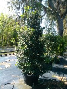 Holly East palatka in a nursery container