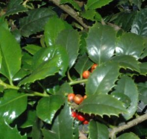 Holly Mary nell foliage and berries up close 