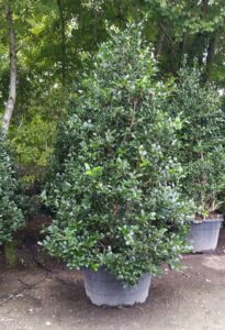 Holly Nelly R Stevens in a Nursery Pot St. Augustine Florida 