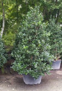 Holly Nelly R Stevens in a nursery container