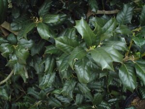 Nelly Stevens Holly foliage up close