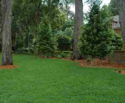 Eagleston Holly trees in the Landscape Jacksonville Florida