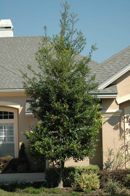 Hlly East Palatka in the Jacksonville Florida Home Landscape