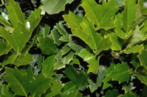 Oakleaf holly Foliage up close Jacksonville Florida 