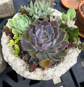 Succulent mix in hypertufa 1