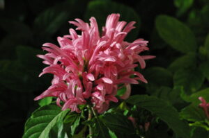 Justicia Carnea Jacksonville Florida landscape Braqzillian plume flower