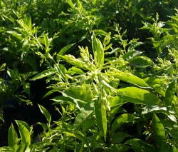 Blooms forming on new growth of the cestrum nocturnum Night Blooming Jasmine plant 