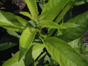 up close foliage of Night Blooming Jasmine cestrum nocturnum